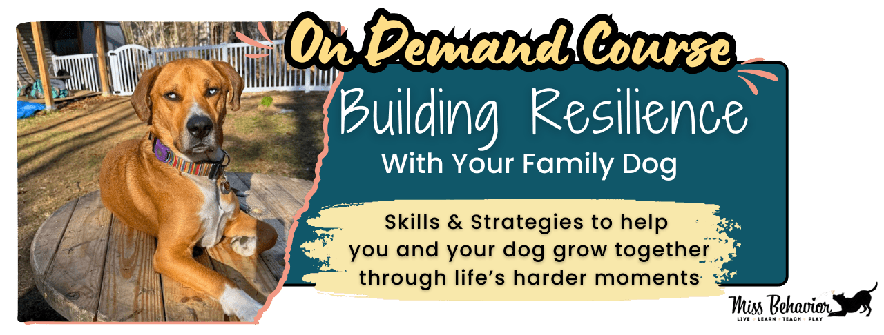 Building Resilience With Your Family Dog